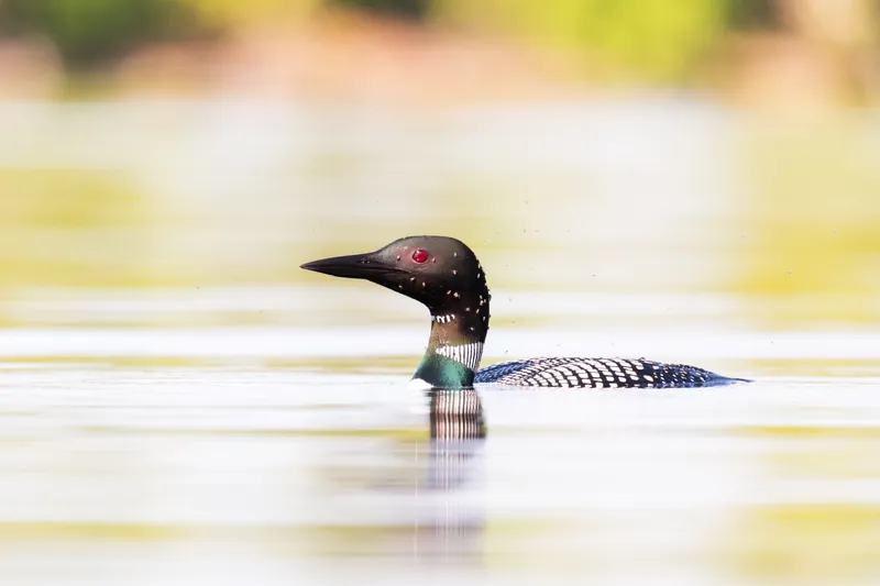 Loon, fleas, Turtle-Flambeau Flowage. 2019.